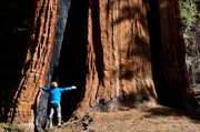 Soooo riesig kann ein Sequoia-Mammutbaum werden