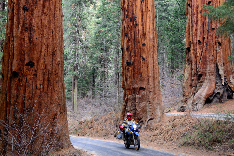 USA S�dwest: Im Sequoia NP 