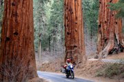  USA S�dwest: Im Sequoia NP 