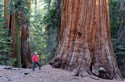 Soooo riesig kann ein Sequoia-Mammutbaum werden