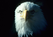 Wei�kopfseeadler