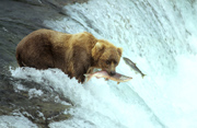 Braunb�r im Katmai NP