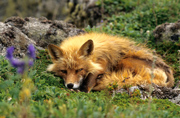 Rotfuchs auf Round Island