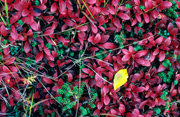 Indian Summer