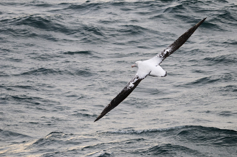 Wanderalbatrosse k�nnen bis 3,50 m Spannweite erreichen
