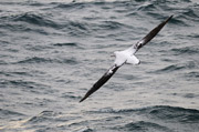 Wanderalbatrosse k�nnen bis 3,50 m Spannweite erreichen