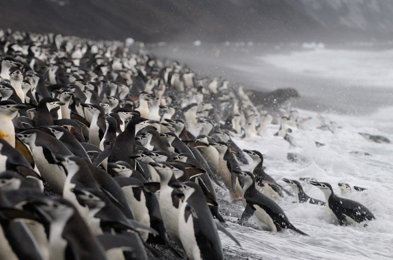 Z�gelpinguine am Bailey-Head, Deception Island