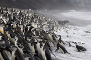 Z�gelpinguine am Bailey-Head, Deception Island