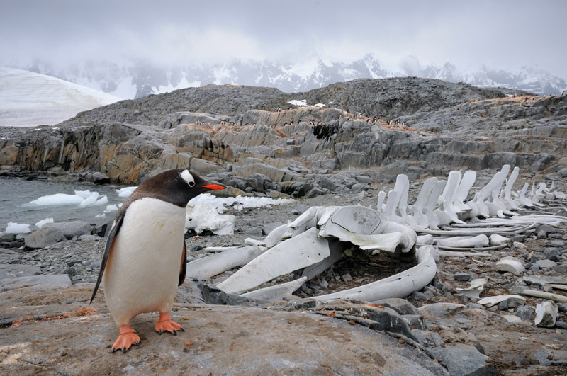 Eselspinguin und Walskelett, Port Lockroy