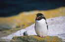 Rockhopper Pinguin