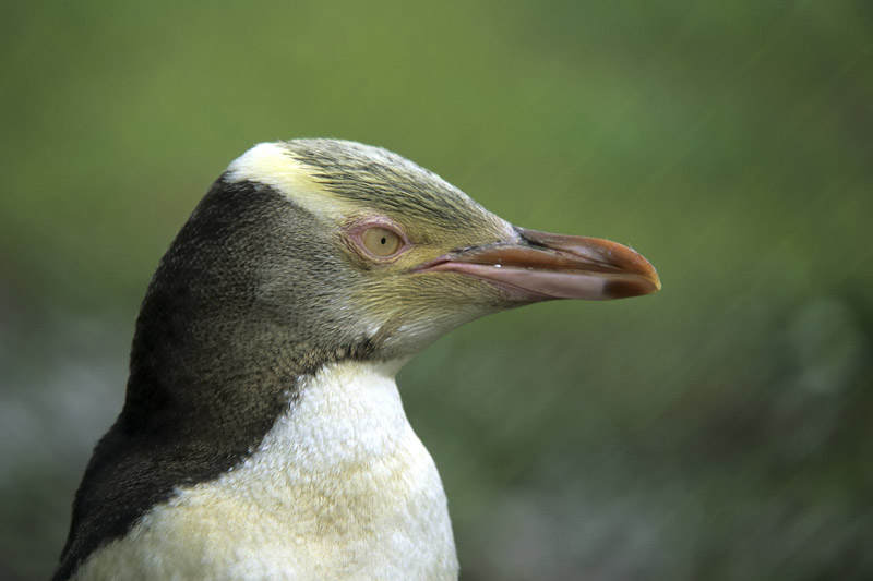 Gelbaugenpinguin  