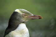  Gelbaugenpinguin 