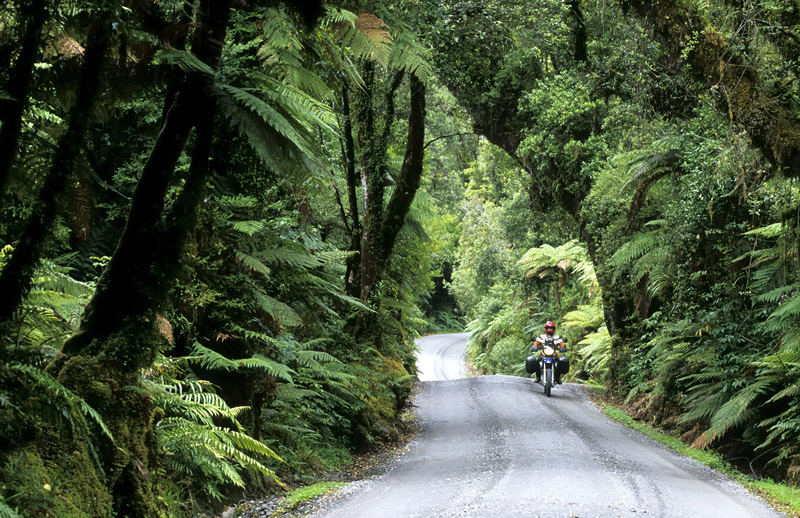 Im Regenwald des Westland NP  