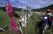  Am ber�hmten Bra Fence 