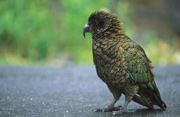  Kea 