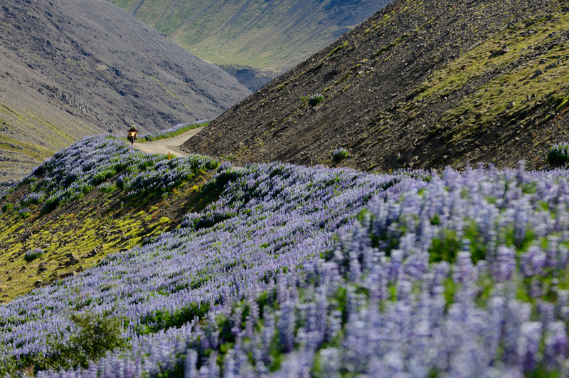 Bl�hende Lupinen in den Westfjorden