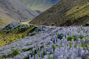 Bl�hende Lupinen in den Westfjorden