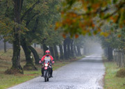 alte Allee in der Senne 