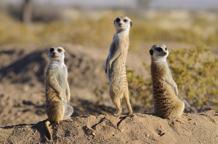 Erdm&auml;nnchen