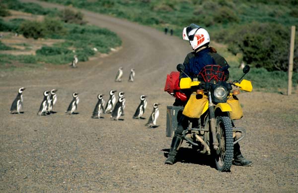 Patagonien, Punta Tombo