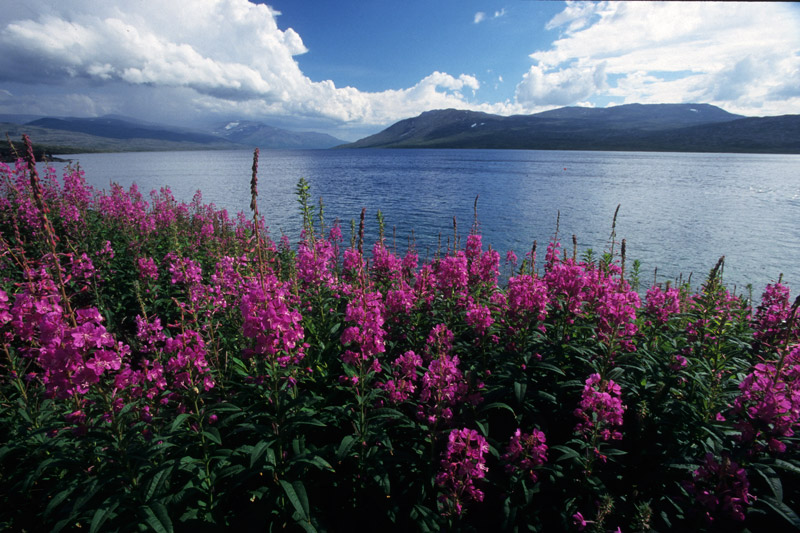 Hochsommer in den Bergen bei Sunndals�ra
