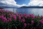 Hochsommer in den Bergen bei Sunndals�ra