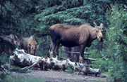 Besuch auf dem Campingplatz