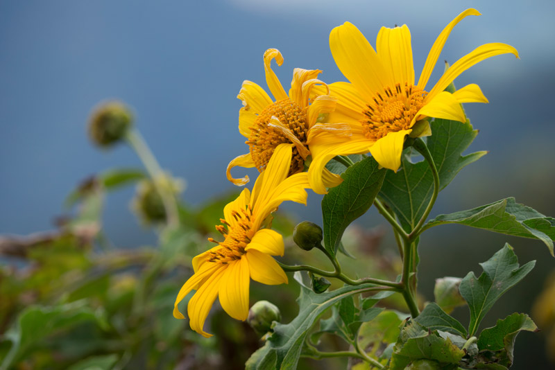Mexikanische Sonnenblume