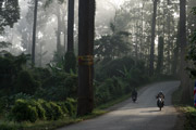 Im Urwald bei Chiang Dao