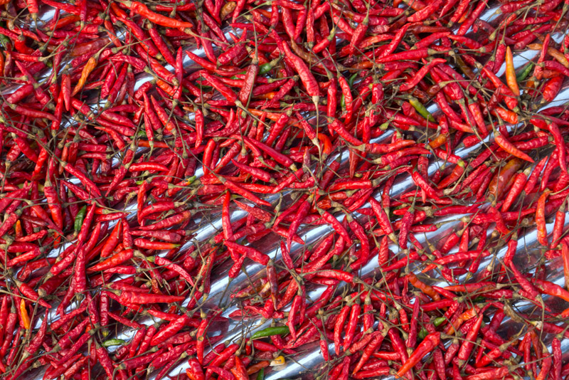 Chili-Schoten trocknen auf hei�em Wellblech