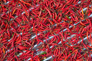 Chili-Schoten trocknen auf hei�em Wellblech