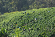 Tee-Plantage in den Bergen des Nordens