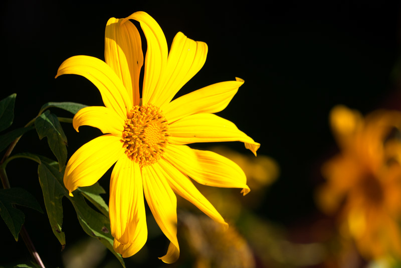 Mexikanische Sonnenblume