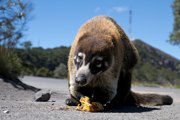 Der Nasenb�r hat eine Banane gefunden