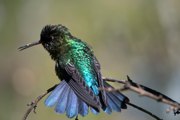 Kolibri