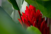 Blume im Regenwald