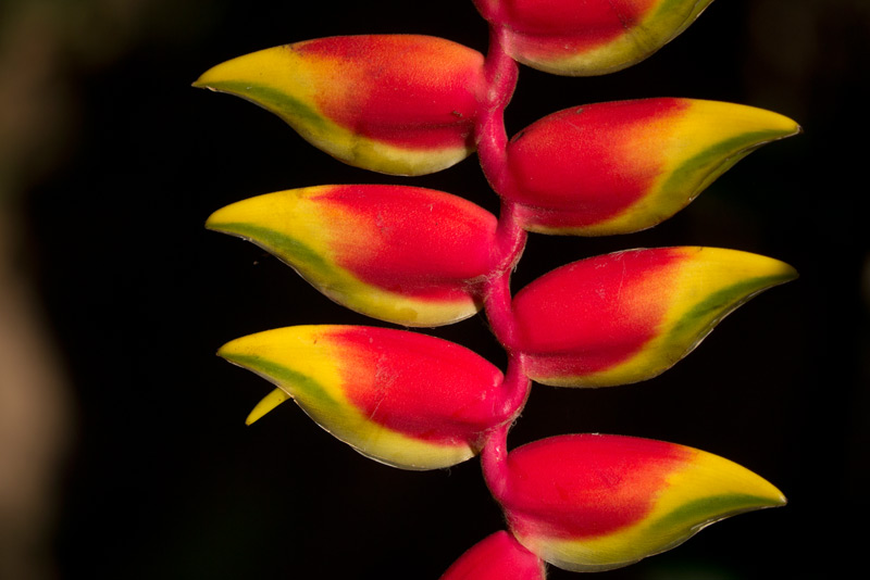 Costa Rica: Heliconie 