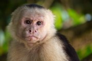 Kapuzineraffe im pazifischen Regenwald