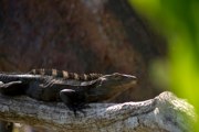 Der Leguan sonnt sich