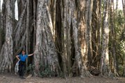  Costa Rica: Riesenficus 