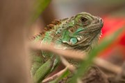 Gr�ner Leguan