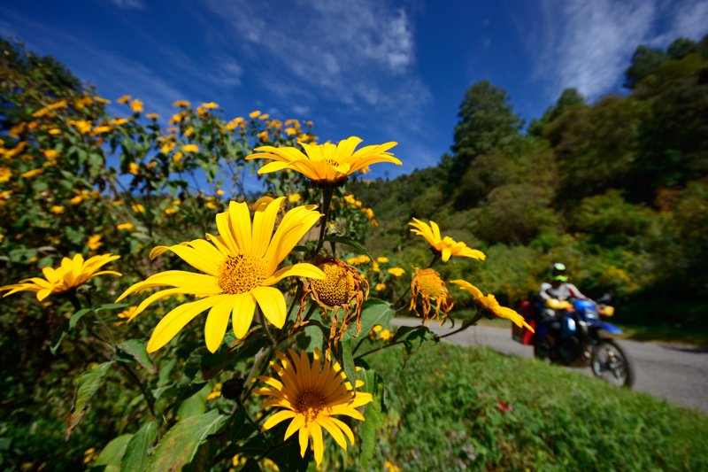 Guatemala: Mexikanische Sonnenblumen