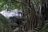  im Urwald der Sierra Maestra 